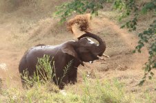 African Elephant rsa 3.jpg