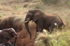 African Elephant rsa 5.jpg