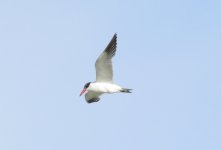 Caspian Tern.jpg