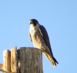 Peregrine Falcon.jpg