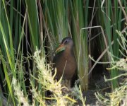 Ridgway's Rail.jpg