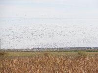 Snow Geese.jpg