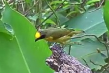 pres thick-billed euphonia imm .png