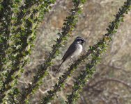 Black-throated Sparrow.jpg