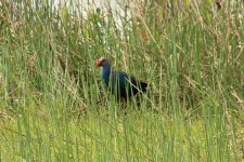 a- Purple Swamphen 11-17-2017 Harnes Marsh Lehigh Acres FL 4927.jpg