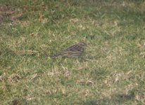 Red-throated Pipit.jpg