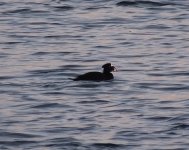 Surf Scoter.jpg