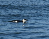 Razorbill_Girdle Ness_170218a.jpg