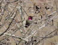 Anna's Hummingbird.jpg