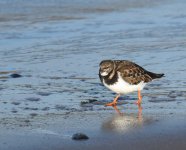 Turnstone_Girdle Ness_170218a.jpg