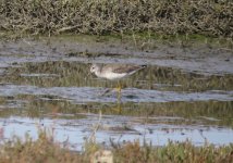 Greater Yellowlegs.jpg