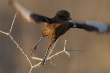 Maybe__Ant-eating_Chat__f__2011-11-11_Twee_Rivieren__RTI23383vs.jpg