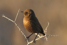 Maybe__Ant-eating_Chat__f__2011-11-11_Twee_Rivieren__RTI23375vsyhke.jpg