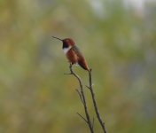 Allen's Hummingbird.jpg