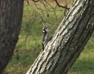 Nuttall's Woodpecker.jpg