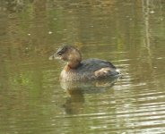 Pied-billed Grebe.jpg