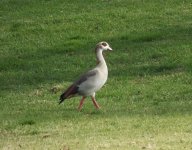 Egyptian Goose.jpg