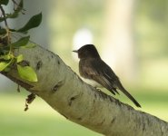 Black Phoebe.jpg