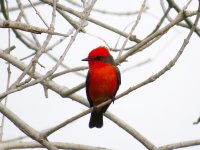 Vermilion Flycatcher.jpg