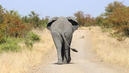 African Elephant rsa 1.jpg