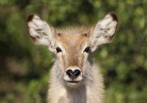 Waterbuck rsa 2.jpg