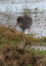 redshank.jpg