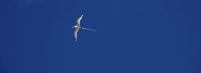 DSC08558 White-tailed Tropicbird @ Mauritius.jpg