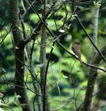 DSC08072 Tiger Shrike @ Ho Man Tin.jpg