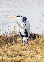 Grey Heron-5070.jpg