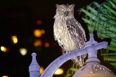 DSC09149 Brown Fish Owl @ DB.jpg