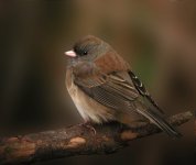 021618DEJunco1aWeb.jpg