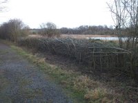 west track hedge laying DSCF0905.jpg