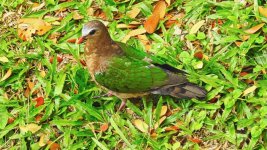 greendove.jpg