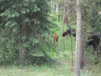 Cow Moose n Calf.JPG