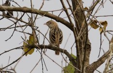 Croaking Cisticola.JPG