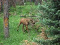 Moose Calf.JPG