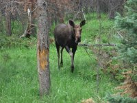 Cow Moose (1).JPG