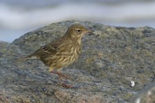 pipit2.jpg