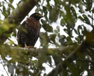 Sulawesi Serpent Eagle_Gunung Ambang_260617a.jpg