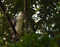 Sulawesi Hawk Eagle_Tangkoko_190617a.jpg