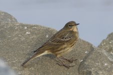 pipit4.jpg