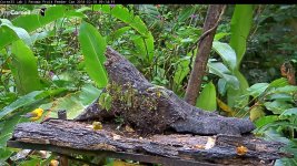 Panama_birdcam_16.jpg