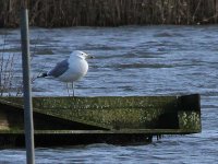 Caspian Gull 4761.jpg