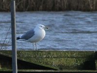 Caspian Gull 4765a.jpg