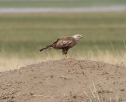 Longlegged Buzzard714A7660 (Medium).JPG