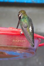 024 Long-billed Starthroat P1030631.jpg