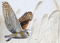 Barn owl hunting.jpg