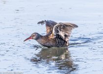 Water rail-4864.jpg