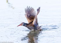 Water rail-4865.jpg