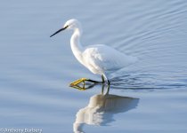 Little Egret-4832.jpg